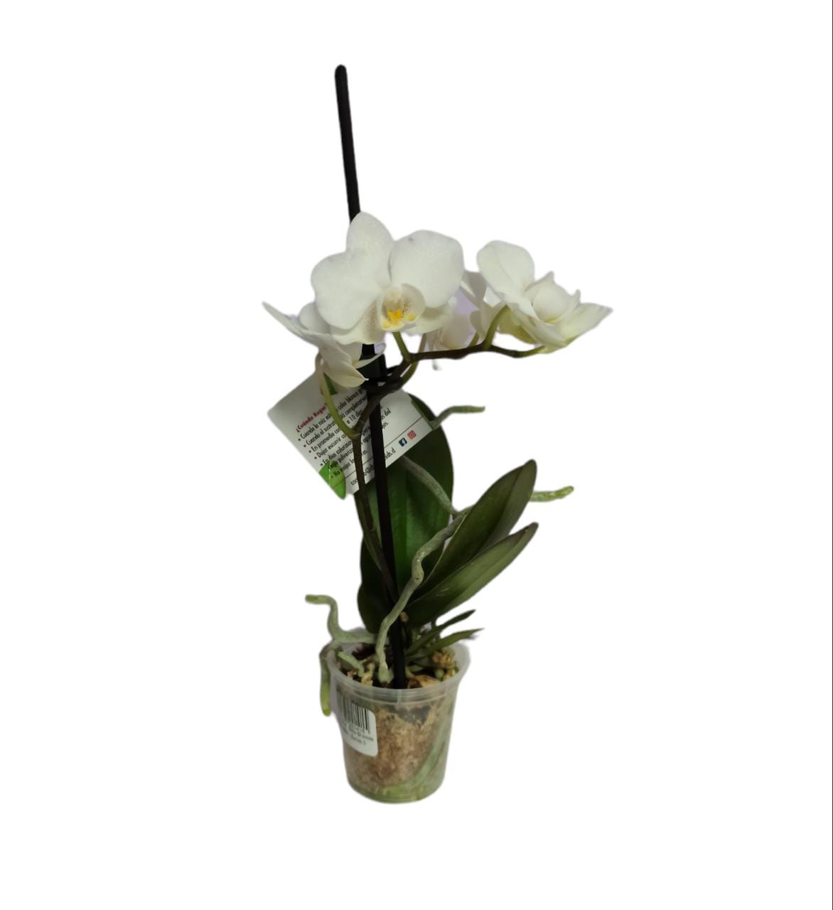Mini Orquidea en planta